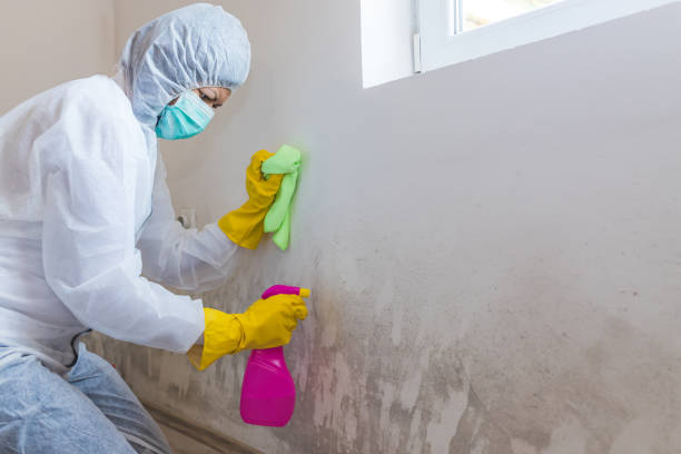 Best Commercial Mold Inspection in Lemont Furnace, PA